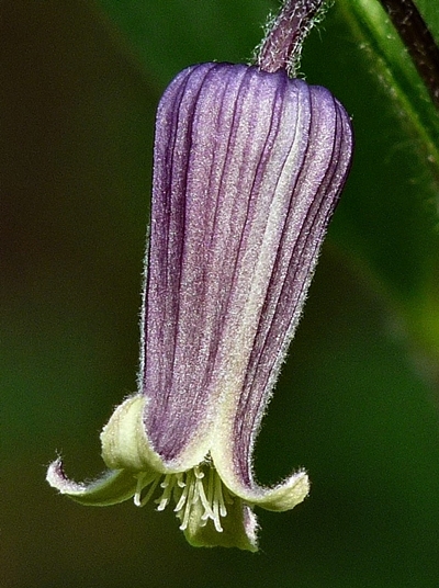 {Clematis fremontii}